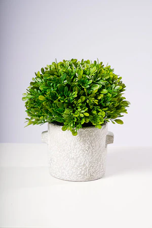 10.5" BOX WOOD W/POT - Image 2