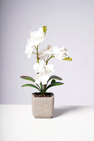 16" PHALAENOPSIS ORCHID WHITE