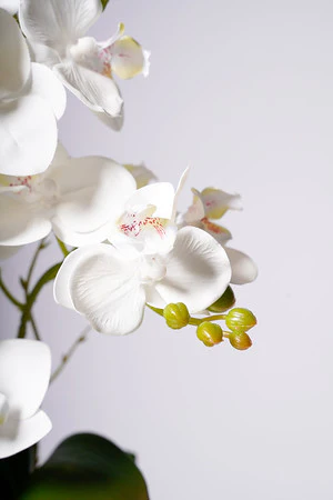 16" PHALAENOPSIS ORCHID WHITE - Image 2