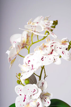 16" PHALAENOPSIS ORCHID WHITE/DOTS - Image 2