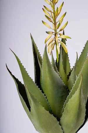 17" ALOE VERA FLOWER PLANT GREEN/WHITE - Image 2