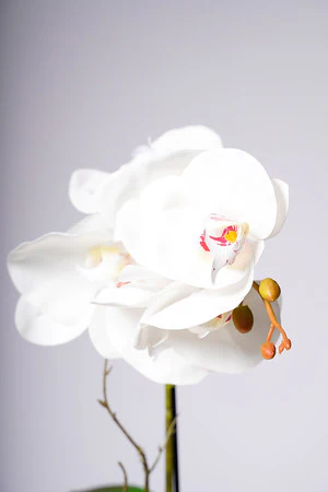 17" PHALAENOPSIS ORCHID WHITE - Image 2