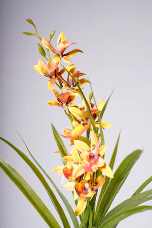 18" ORCHID ORANGE/BROWN - Image 2