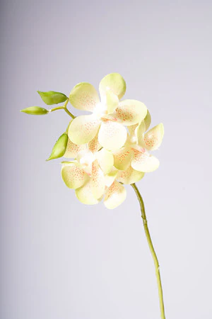 18" VANDA ORCHID PLANT - GREEN - Image 2