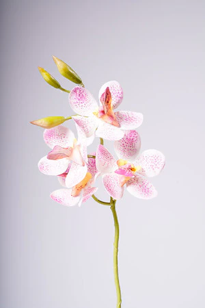 18" VANDA ORCHID PLANT - PINK