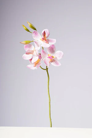 18" VANDA ORCHID PLANT - PINK - Image 2