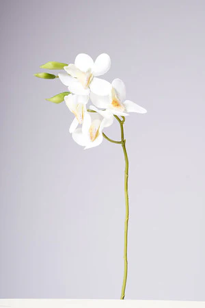 18" VANDA ORCHID PLANT - WHITE - Image 2