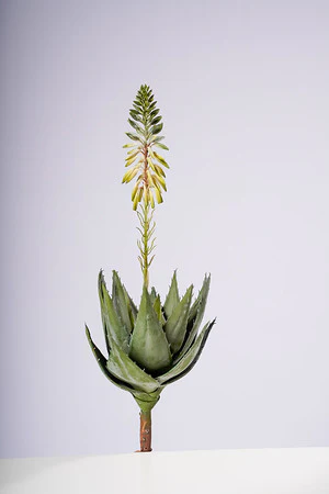 19.5" AGAVE PLANT W/FLOWER CREAM/WHITE - Image 2