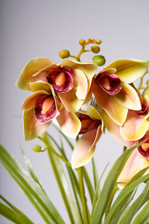 19" ORCHID GREEN/BROWN - Image 2