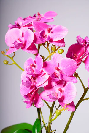 20" PHALAENOPSIS ORCHID PURPLE - Image 2