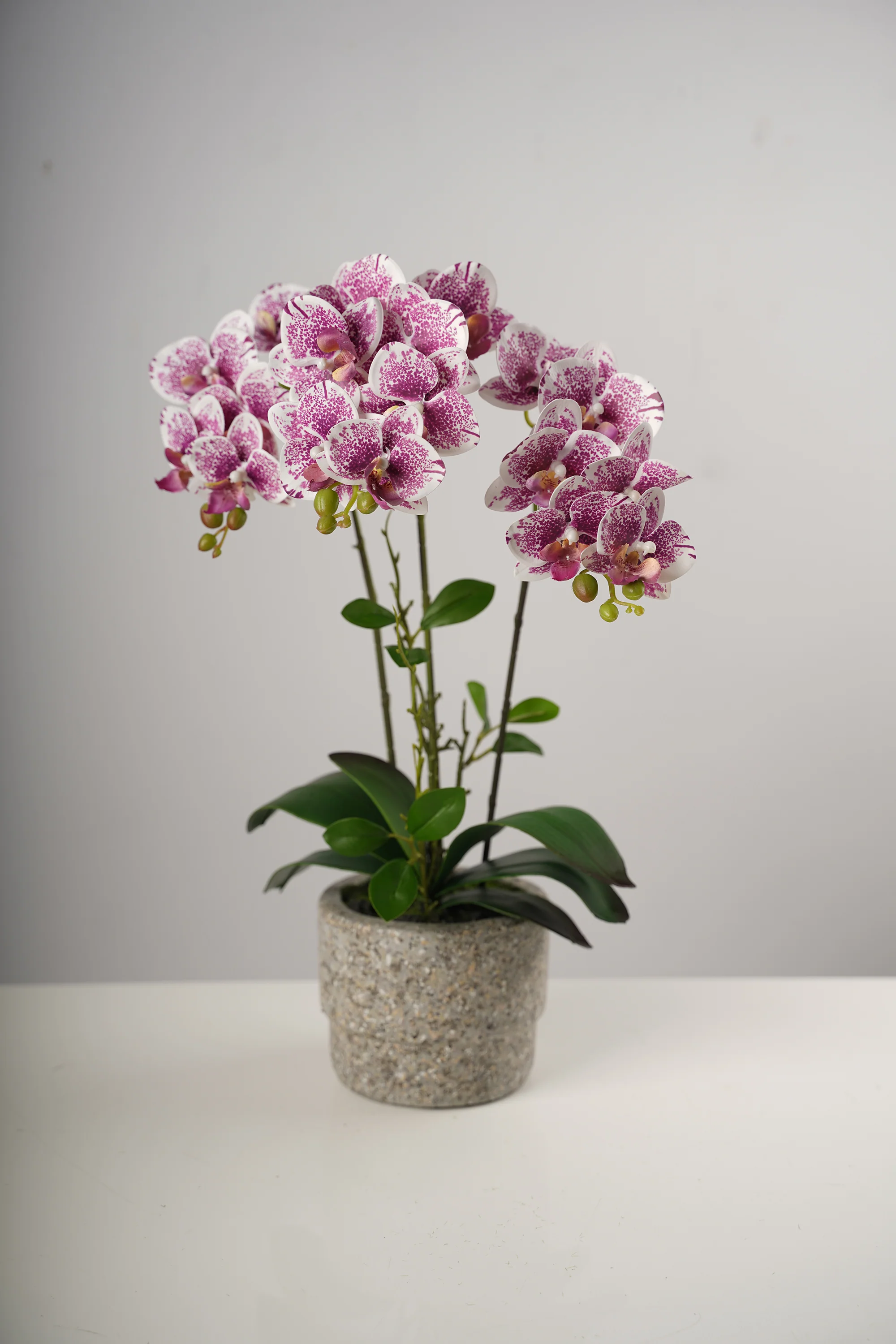 20"  Triple Beauty Orchid on Cement Pot-Belleza Collection - Image 3