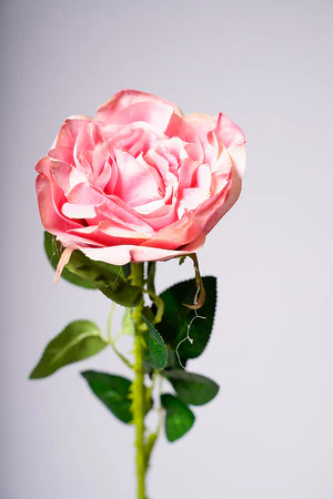22" ROSE ROSE - Image 2