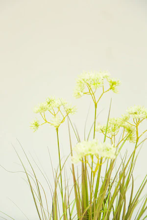 24" WHITE BABYSBREATH PLANT  IN POT - Image 2