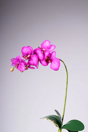 28.5" PHALAENOPSIS PLANT - FUCSIA - Image 2