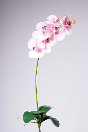 28.5" PHALAENOPSIS PLANT - PK