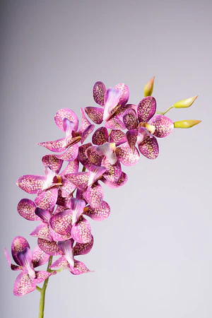 28.5" VANDA ORCHID PLANT - FUSCIA - Image 2