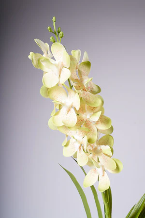 28.5" VANDA ORCHID PLANT - GREEN - Image 2
