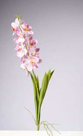 28.5" VANDA ORCHID PLANT - PK