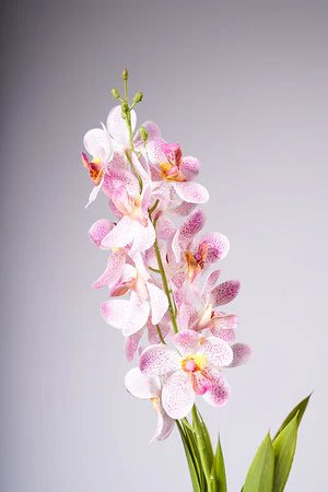 28.5" VANDA ORCHID PLANT - PK - Image 2