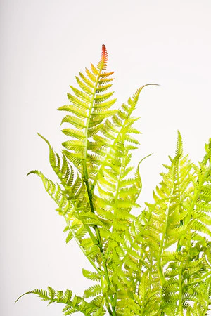 28" TROPICAL FERN BUSH - Image 2