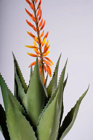 29" ALOE VERA PLANT W/FLOIWER GOLD/YELLOW - Image 2