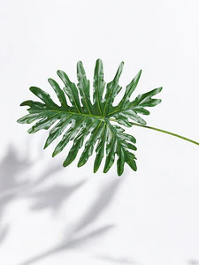 32" PHILODENRON LEAF