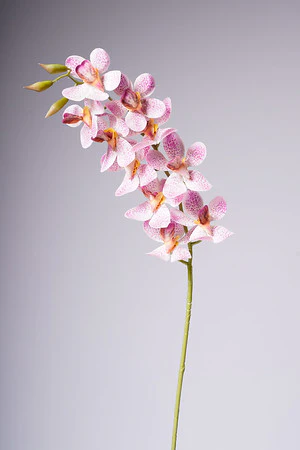 33" VANDA ORCHID PLANT - PINK
