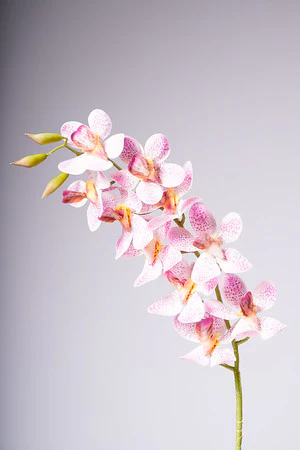 33" VANDA ORCHID PLANT - PINK - Image 2