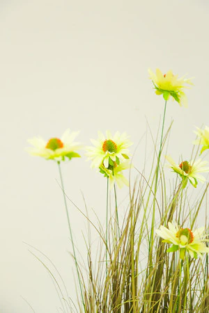 34' WHITE CHRYSANTHEMUM GRASS IN POT - Image 2