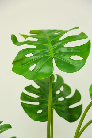 37" MONSTERRA TREE IN POT - Image 3