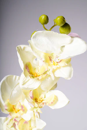 40" ORCHID X8 FLOWERS CREAM - Image 2