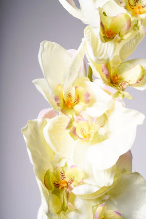40" ORCHID X8 FLOWERS CREAM - Image 3
