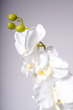 40" ORCHID X8 FLOWERS WHITE - Image 2