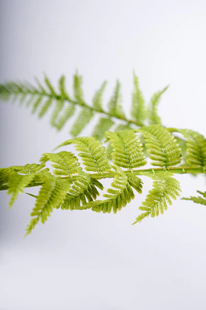 43CM FERN BUSH - Image 2