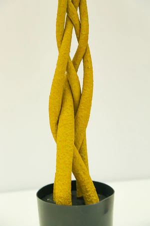 48" PACHIRA MACROCARPA IN POT - Image 2