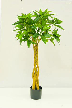 48" PACHIRA MACROCARPA IN POT - Image 3