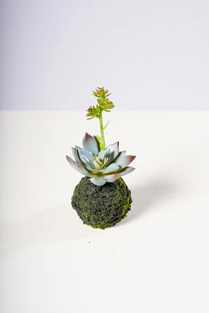5.5" ECHEVERIA PLANT W/MOSS BALL GREEN/BLUE - Image 2