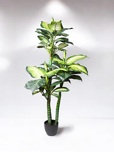 5' DIEFFENBACHIA - Image 3