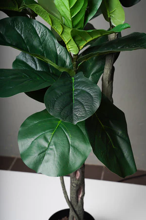 5' FIDDLE TREE - Image 2