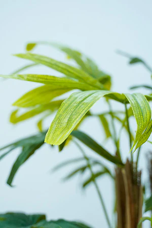 51" RAPHIS PALM X3 IN POT - Image 2