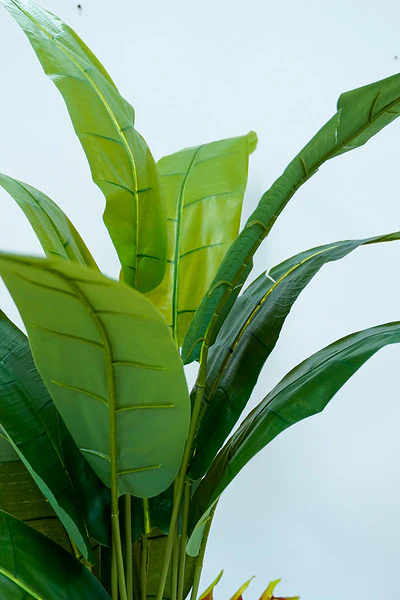 53" TRAVELER PALM IN POT - Image 3