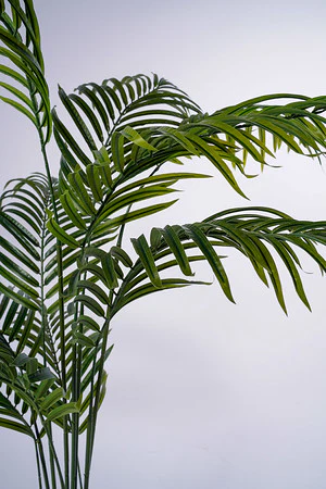 61" Palm - Image 2