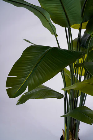 63" Strelitzia - Image 2