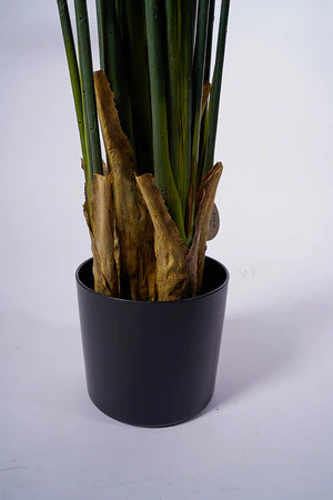 63" Strelitzia - Image 4