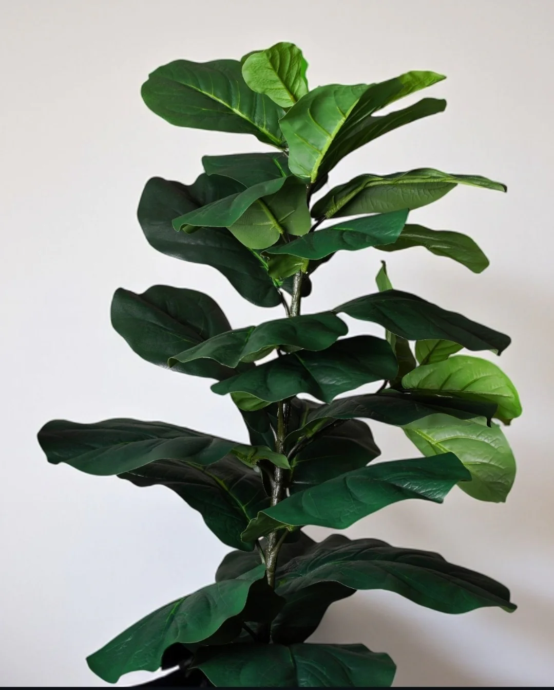 68" FIDDLE TREE - Image 3