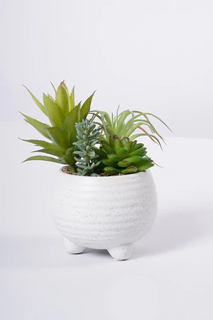 7" SUCCULENT W/POT - Image 2