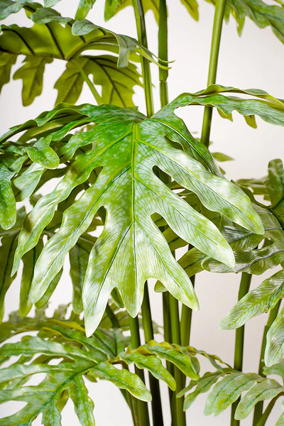 72" MONSTERA PLANT G - Image 2