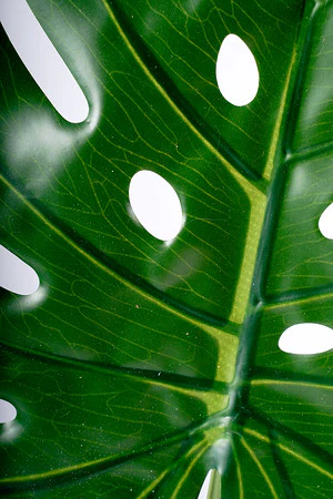 85CM MONSTERA LEAF - Image 2