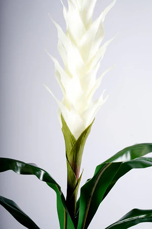 90CM CREAM FLOWER - Image 2