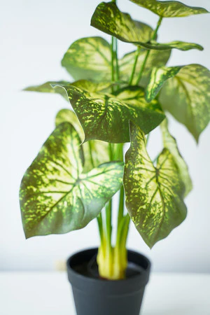 CALADIUM PLANT GR/WHT - Image 2